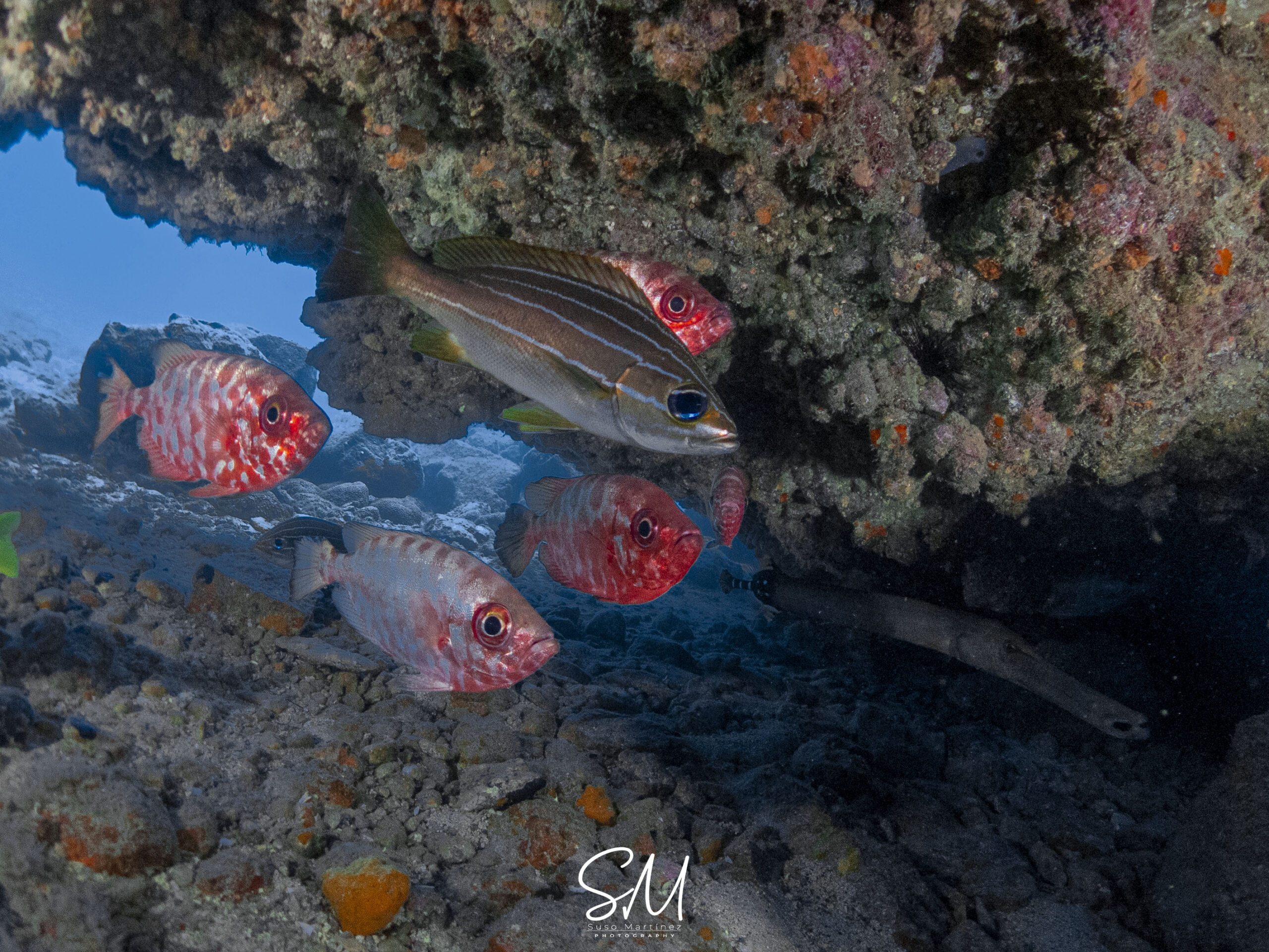 Diving courses for all levels