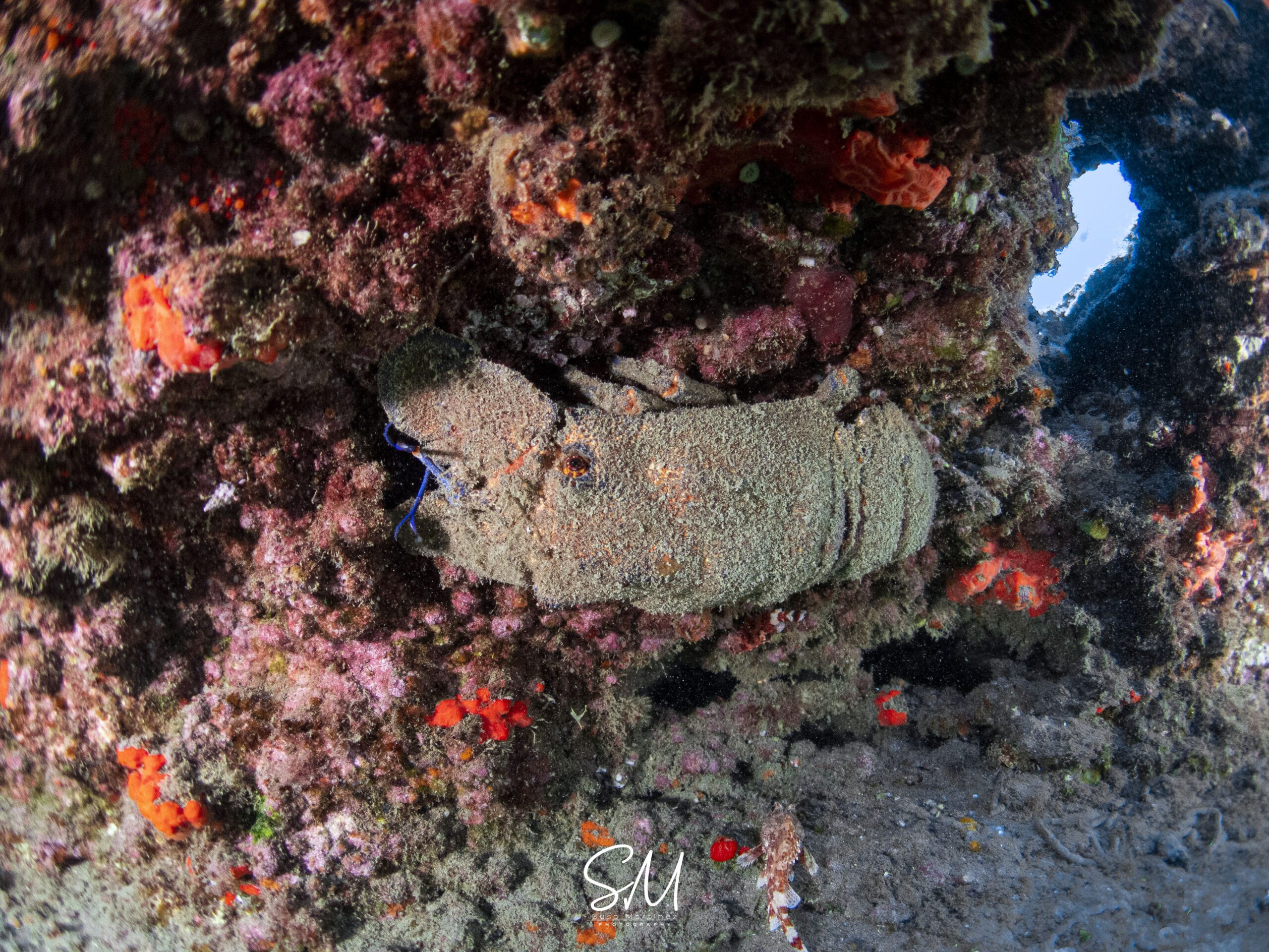 Diving in Fuerteventura