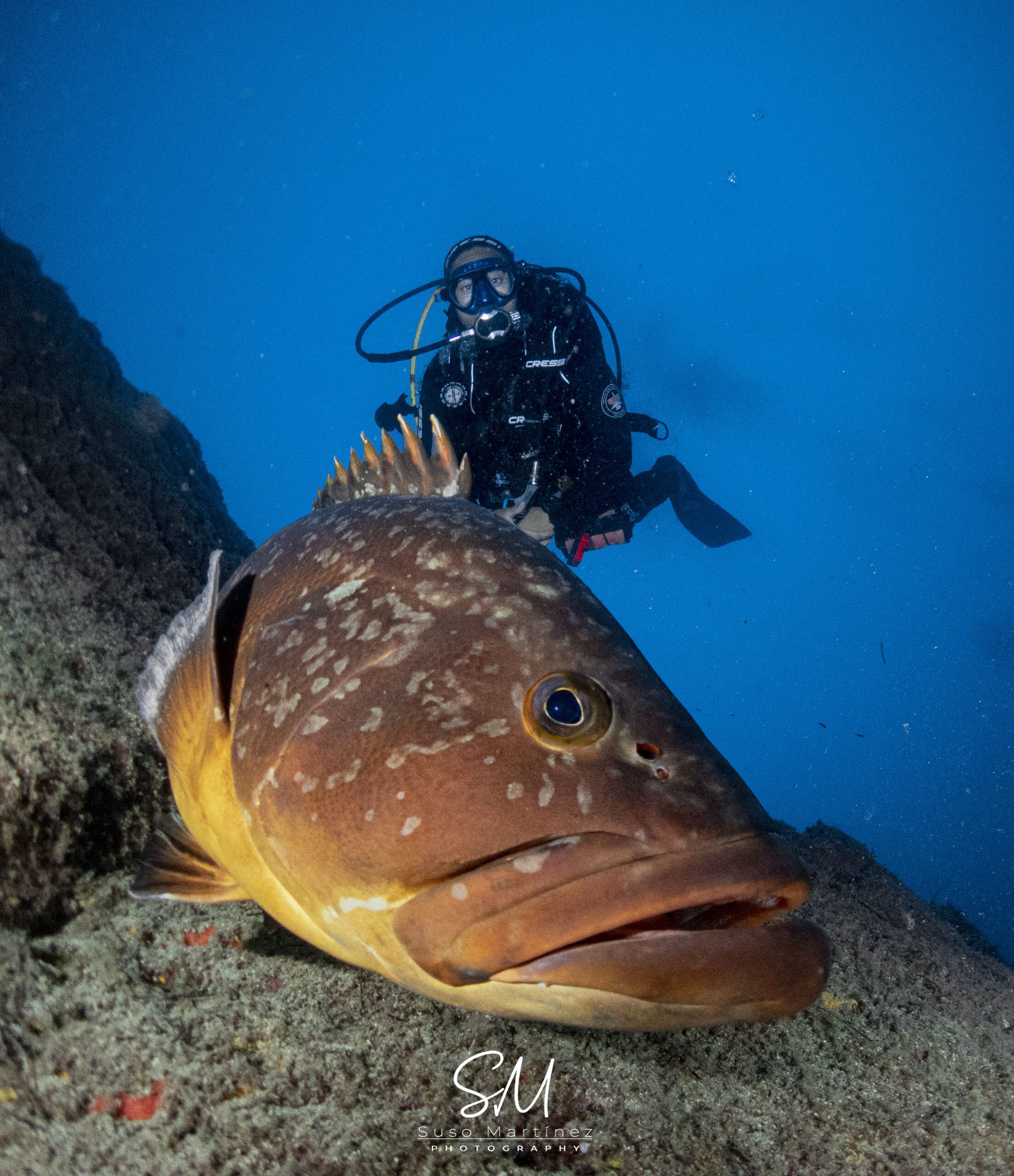 Excursiones de buceo para grupos en Tenerife: ¿cuánto cuestan?